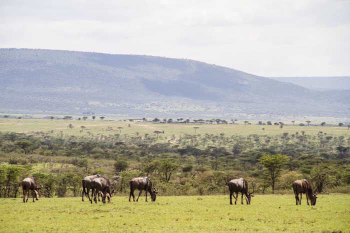 Hemingways Ol Seki-Game Drive Wildebeest Grazing-Kenya - ARTICLE.jpg